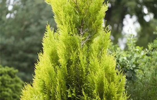 Thuja plicata '4ever Goldy'