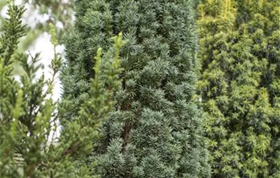 Taxus baccata 'Fastigiata Robusta'