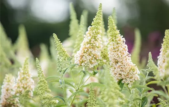 Schmetterlingsflieder BUZZ™ 'Ivory'