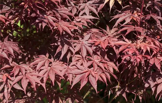 R Acer palmatum 'Bloodgood'