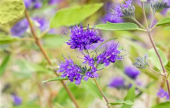 R Caryopteris clandonensis 'Heavenly Blue'