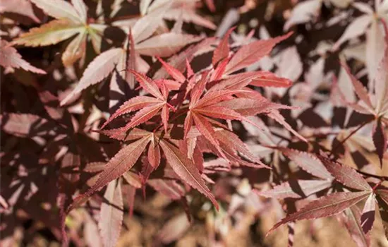 R Acer palmatum 'Skeeter's Broom'