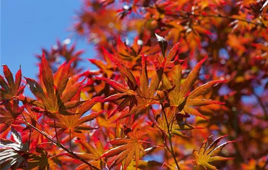 R Acer palmatum 'Trompenburg'