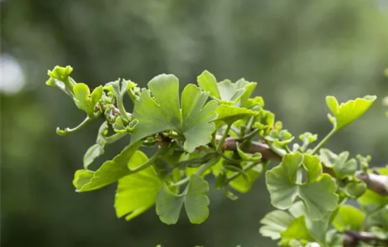 Ginkgo biloba 'Troll'