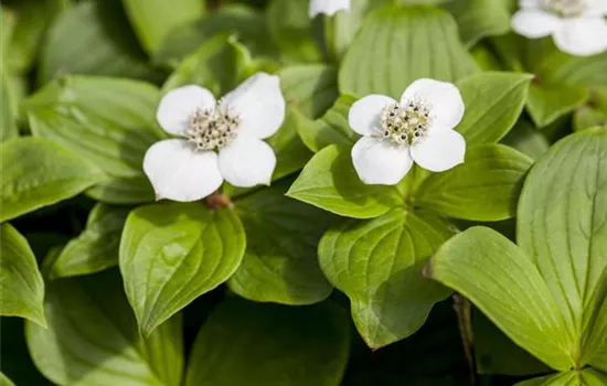 Cornus canadensis