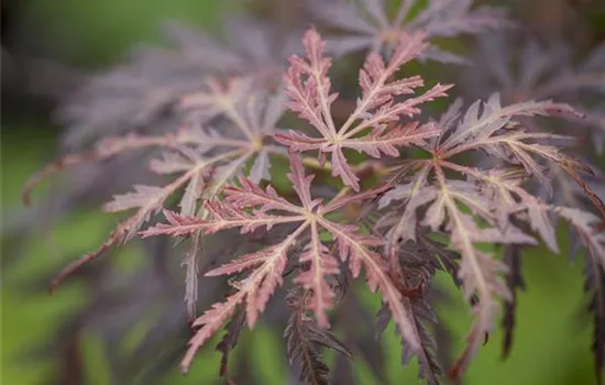 Acer palmatum 'Dissectum Tamukeyama'