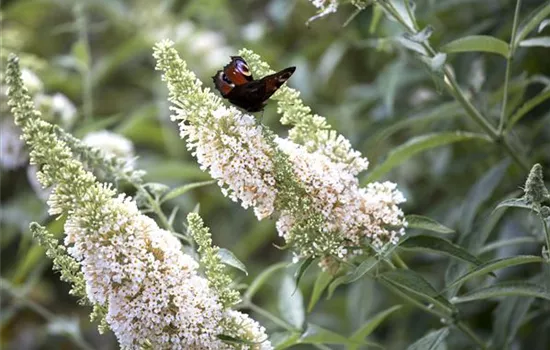 Sommerflieder 'White Profusion'