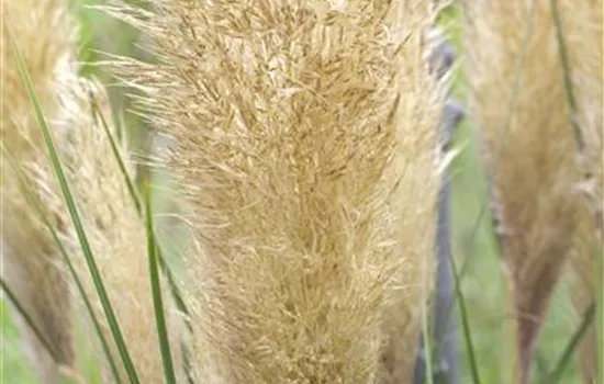 Cortaderia selloana 'Tiny Pampa'®