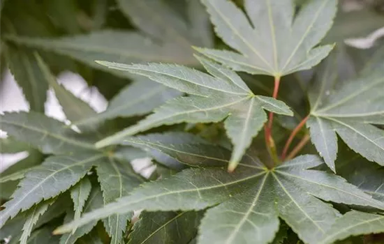 Acer palmatum 'Mikawa Yatsubusa'