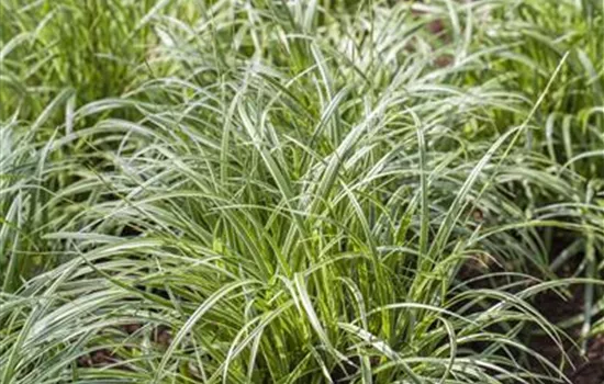 Garten-Segge 'Silver Sceptre'