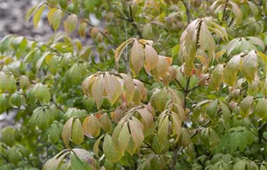 R Euonymus alatus 'Compactus'