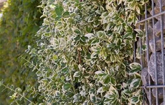 Euonymus fortunei 'Emerald'n Gaiety'