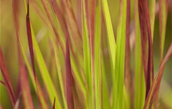 R Imperata cylindrica var.koenig. 'Red Baron'