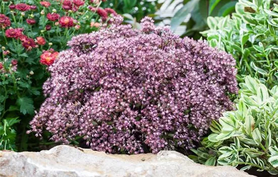 Sedum cauticola 'Rocky'