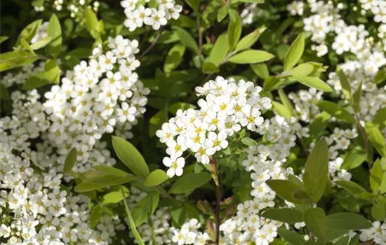 Spiraea cinerea 'Grefsheim'