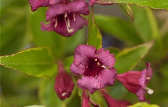 Rosa Weigelie 'Brigela'®