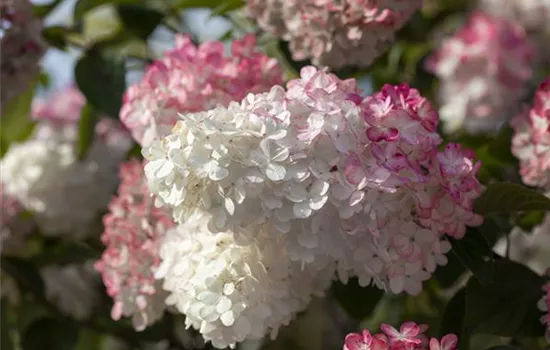 Hydrangea paniculata 'Sundae Fraise'®