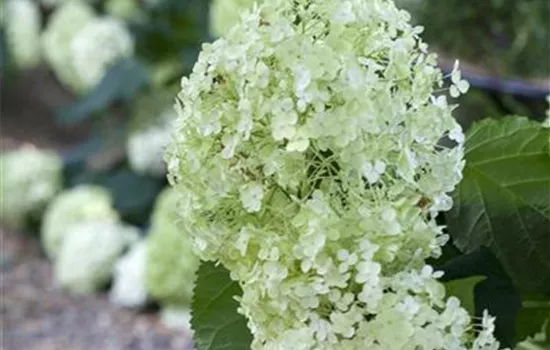 Hydrangea arborescens 'Annabelle'