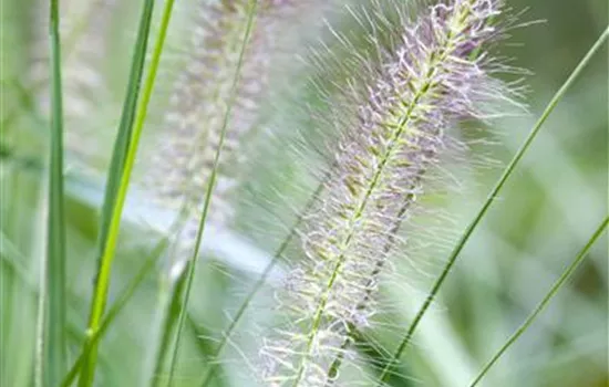 Pennisetum alopecuroides 'Cassian'