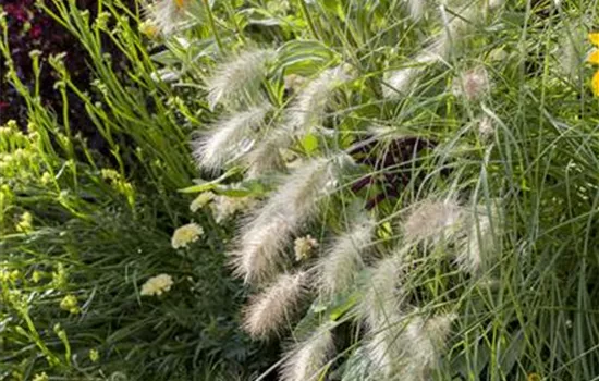 R Pennisetum alopecuroides 'Hameln'