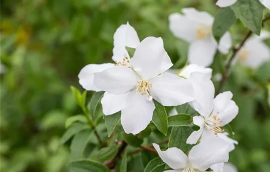 Gartenjasmin 'Dame Blanche'