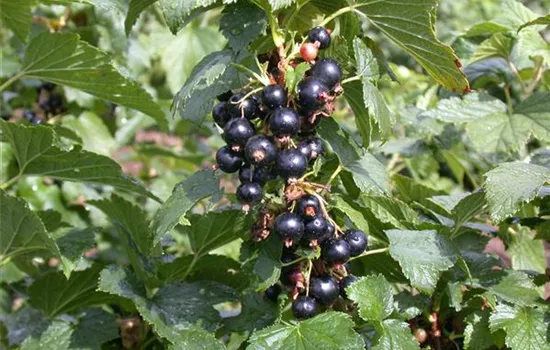 Ribes nigrum 'Silvergieters Schwarze' CAC