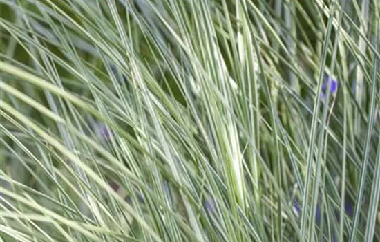 Miscanthus sinensis 'Morning Light'