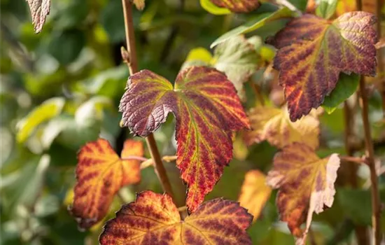 Ribes nigrum 'Titania'(S) CAC