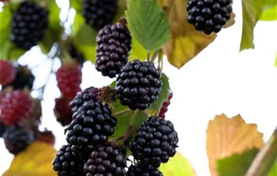 Brombeere Polar Fruits® 'Blackberry'