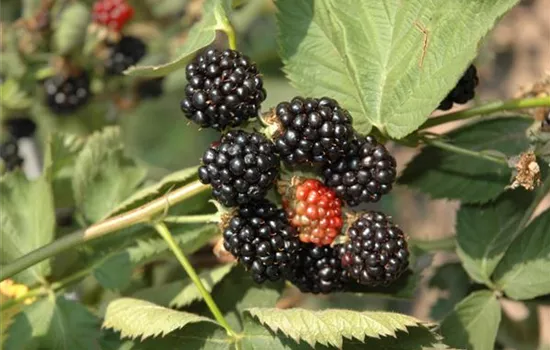 R Rubus fruticosus 'Black Satin'