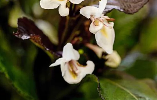 Weigela florida 'Ebony & Ivory'®