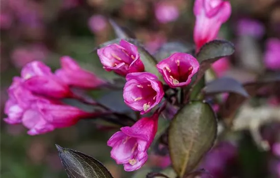 Rosa Weigelie 'Alexandra'(s)