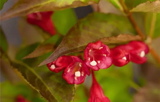 Weigela florida 'All Summer Red'®