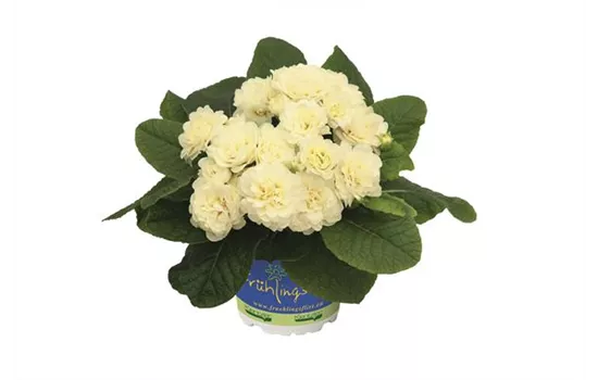 Primula vulgaris BELARINA 'Cream' Primula vulgaris BELARINA 'Cream'