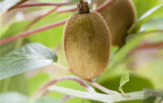 R Actinidia chinensis 'Hayward'