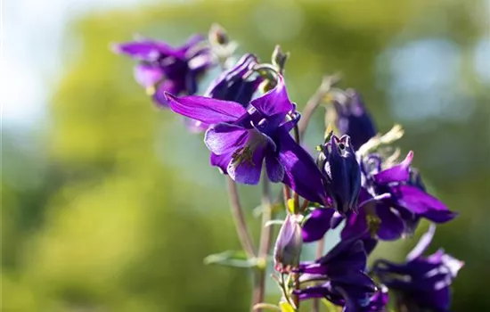 Aquilegia alpina