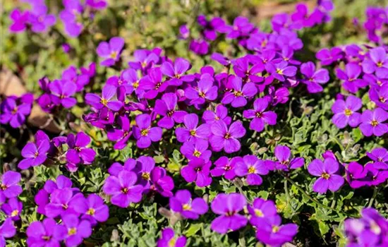 Aubrieta x cultorum 'Hamburger Stadtpark'