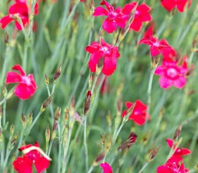 Dianthus deltoides 'Leuchtfunk'