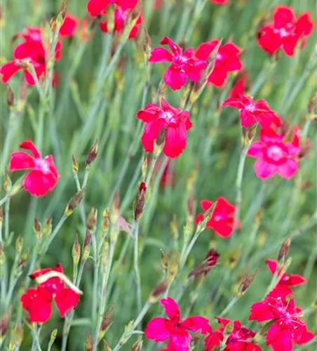 Dianthus deltoides 'Leuchtfunk'