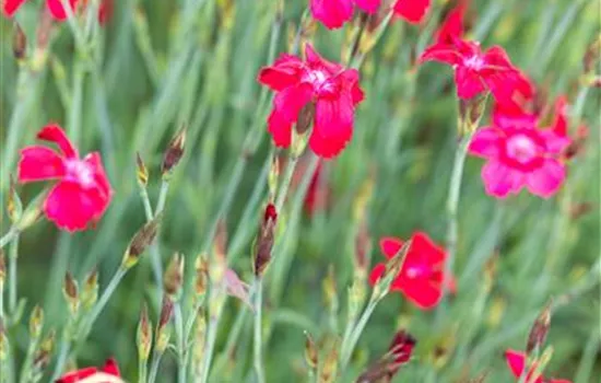 Dianthus deltoides 'Leuchtfunk'