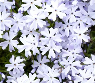 Phlox subulata 'Emerald Cushion Blue'