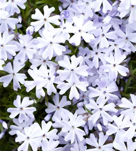 Phlox subulata 'Emerald Cushion Blue'