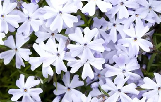 Phlox subulata 'Emerald Cushion Blue'