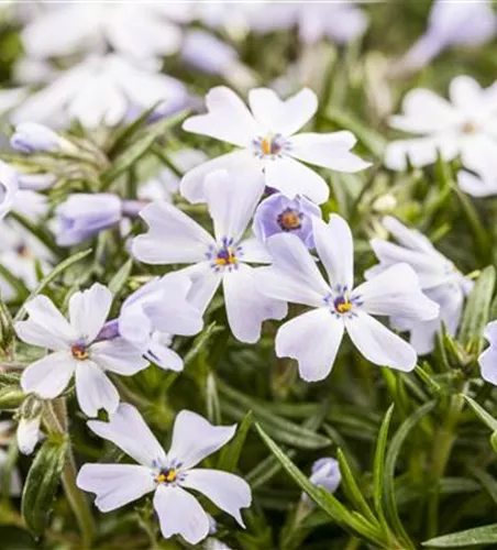 Phlox subulata 'White Delight'