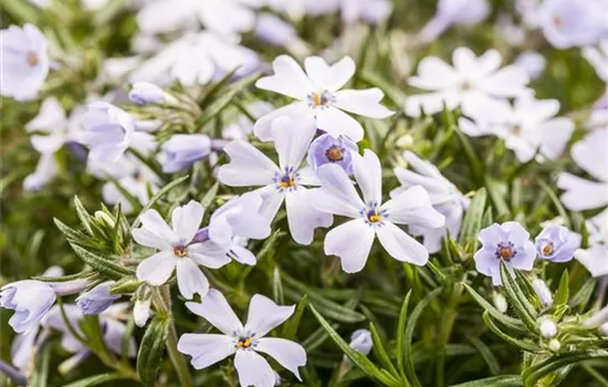 Phlox subulata 'White Delight'