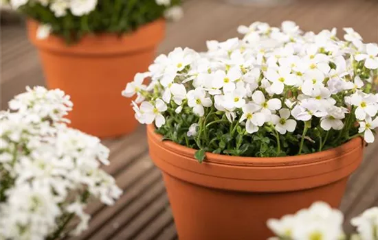 Aubrieta x cultorum 'Regado White'