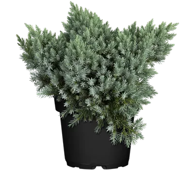 Juniperus squamata 'Blue Star'