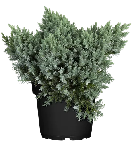 Juniperus squamata 'Blue Star'