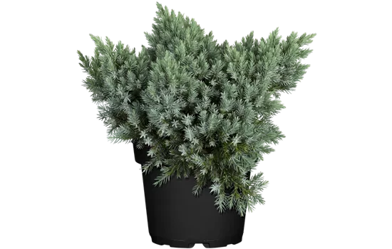 Juniperus squamata 'Blue Star'