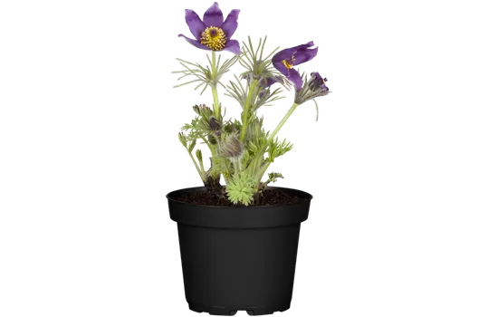 Pulsatilla vulgaris, blau